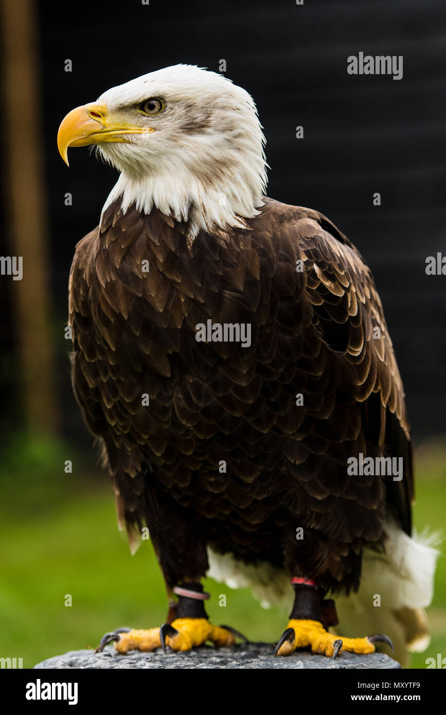 Native American Photos High Resolution Stock Photography and Images - Alamy