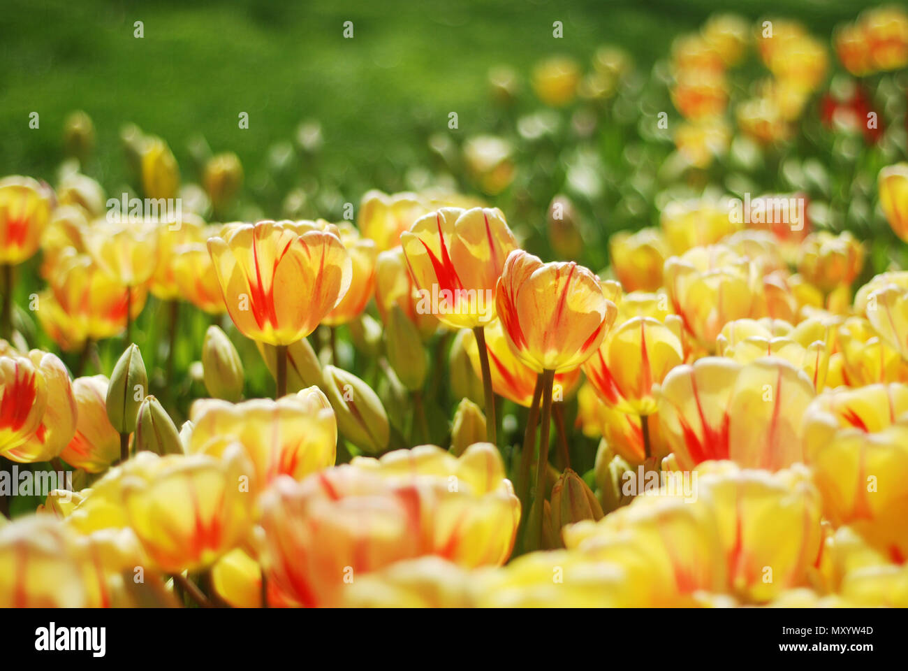 Beautiful tulips in a park Stock Photo