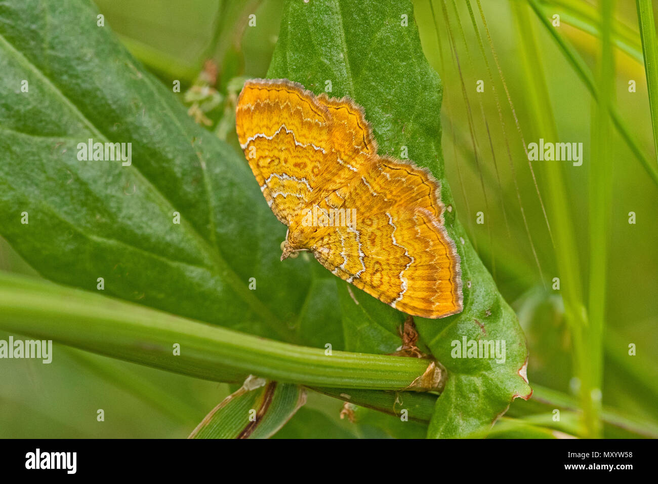 Yellow Shell Name Yellow Shell (Camptogramma bilineata Stock Photo - Alamy