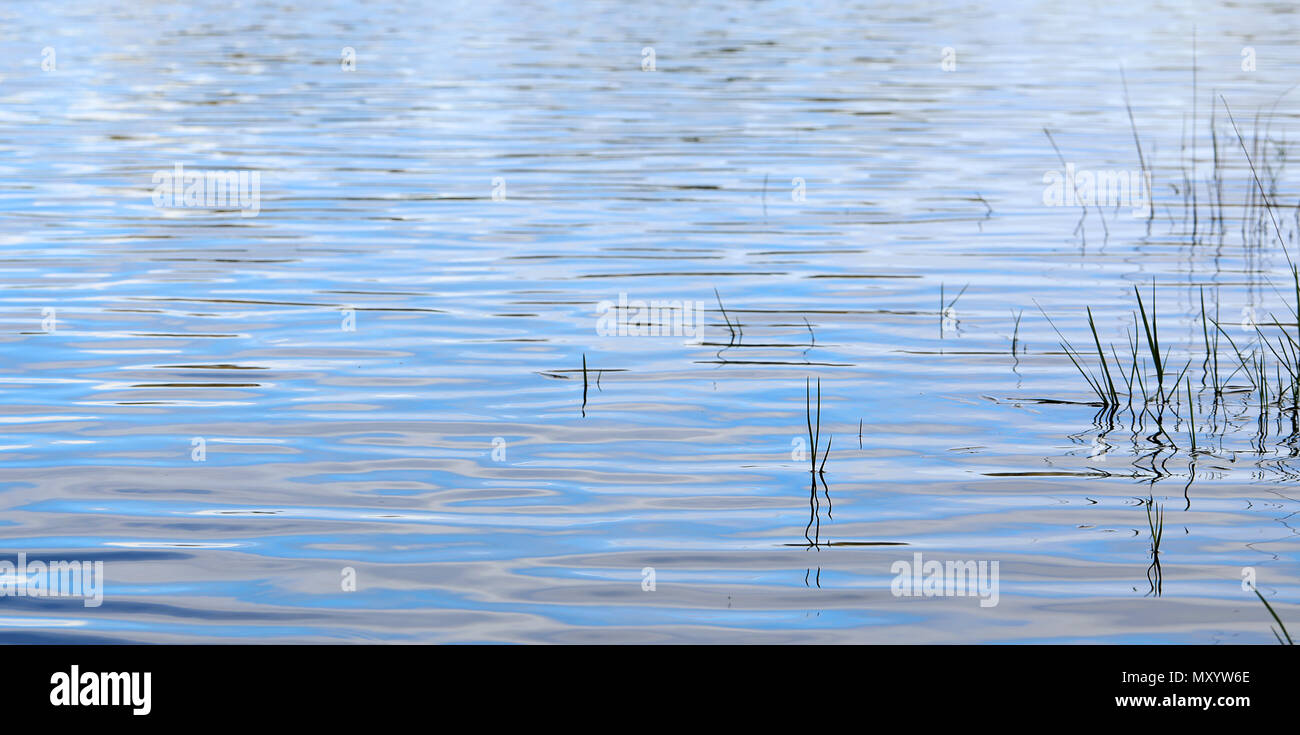 close up of water waves ripples showing soft textured silky patterns and inky reflections. Perfect for backgrounds and banner or fine art canvas. reed Stock Photo
