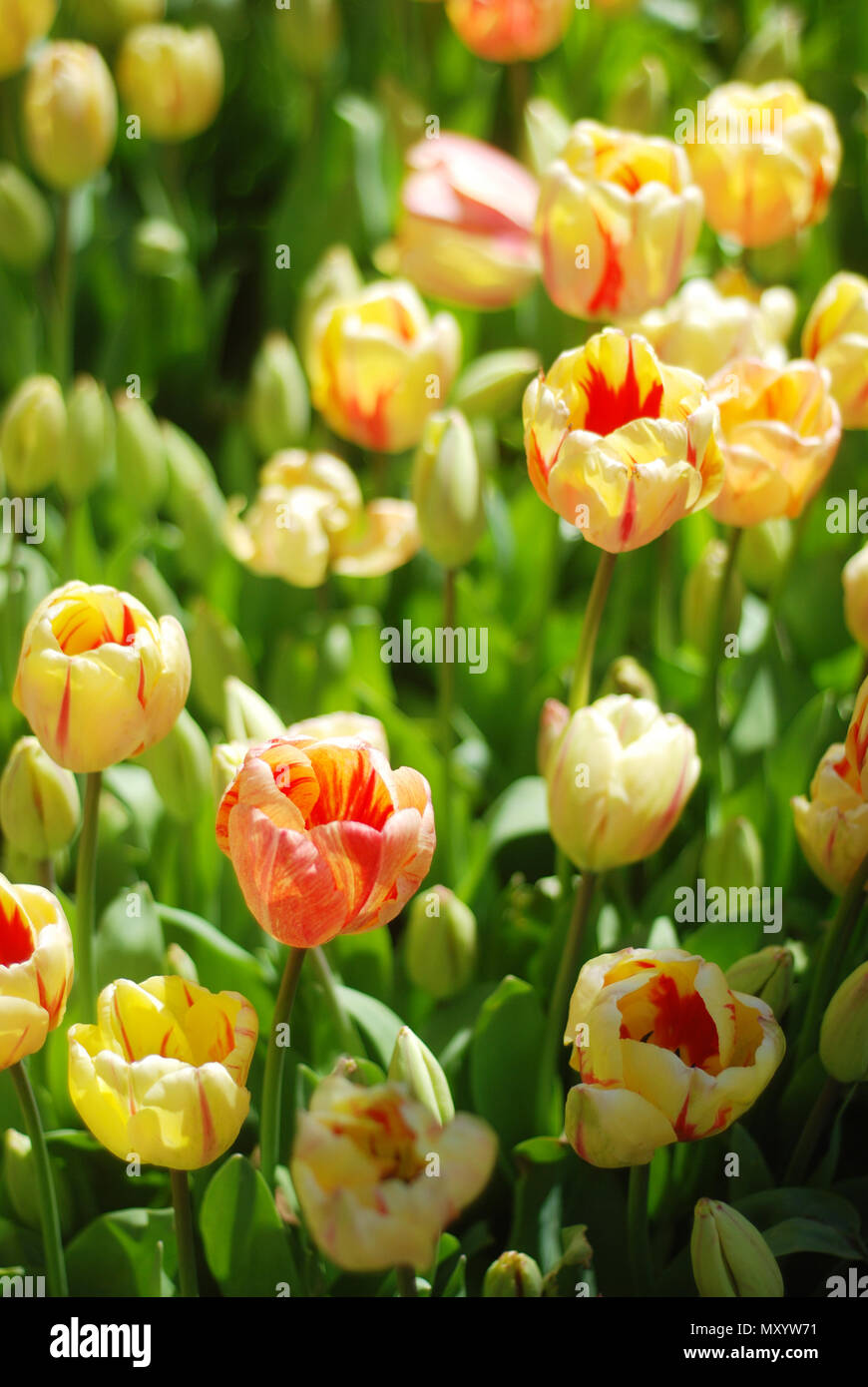 Beautiful tulips in a park Stock Photo