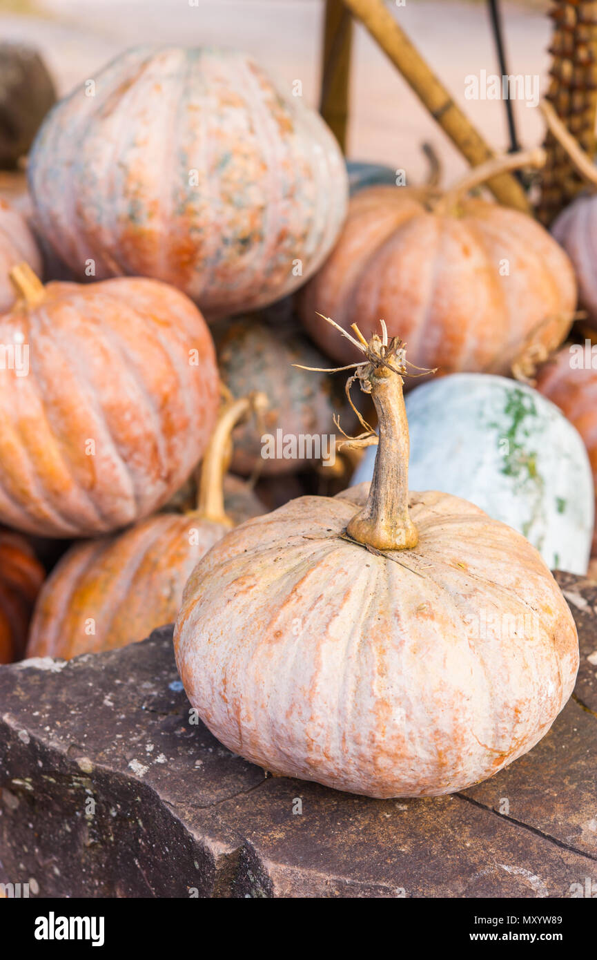 Pile of pumpkin Stock Photo - Alamy