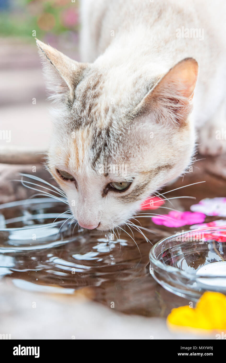 White cat drink water in pond with floating flower Stock Photo Alamy