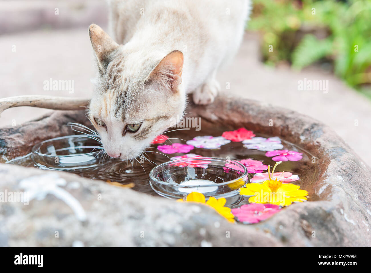 White cat drink water in pond with floating flower Stock Photo Alamy