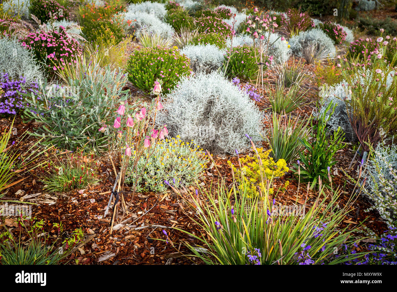 Assorted Wildflowers High Resolution Stock Photography and Images - Alamy