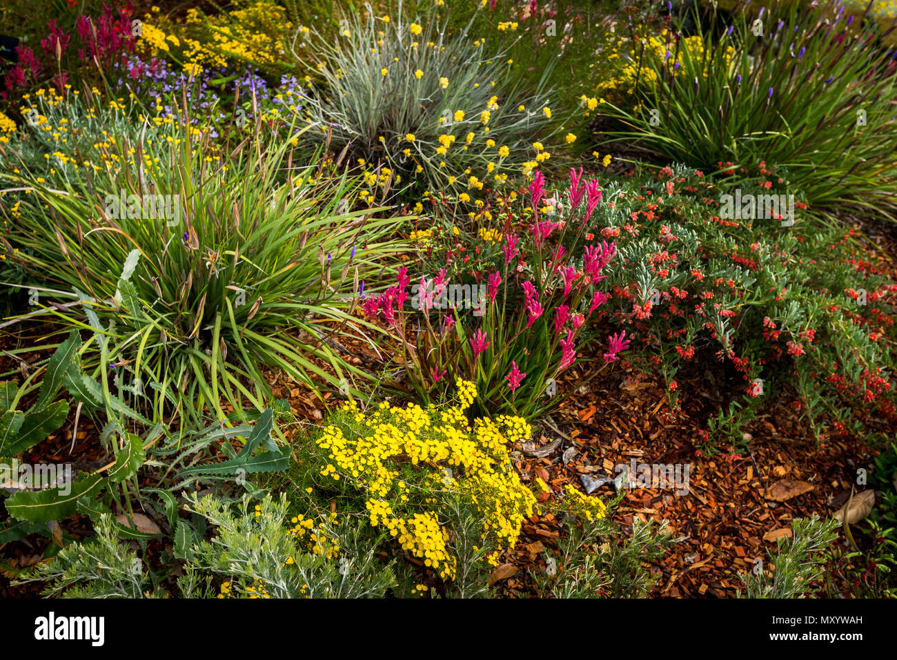 Colourful garden beds of wildflowers Kings Park Perth Stock Photo Alamy