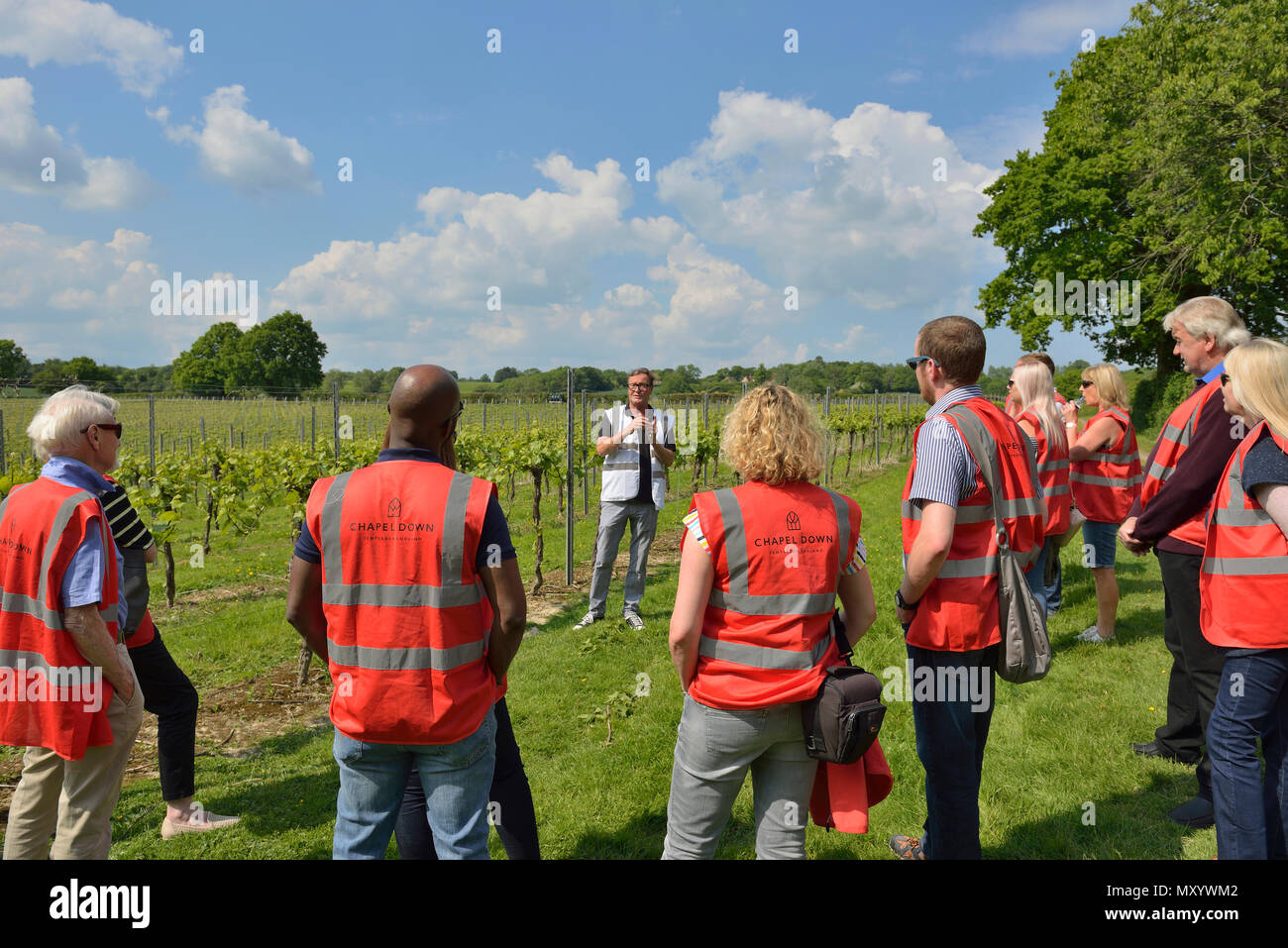 Guided tour of the vineyards and winery at Chapel down, Small Hythe,  Tenterden , Kent, England, UK Stock Photo