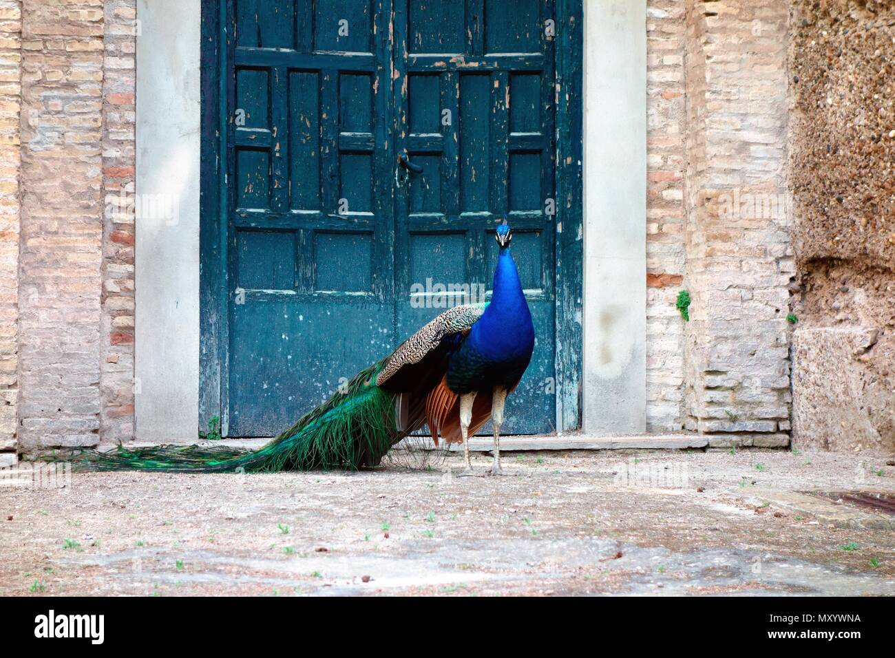 Peacock poses in the gardens of Alcazar, Seville Stock Photo