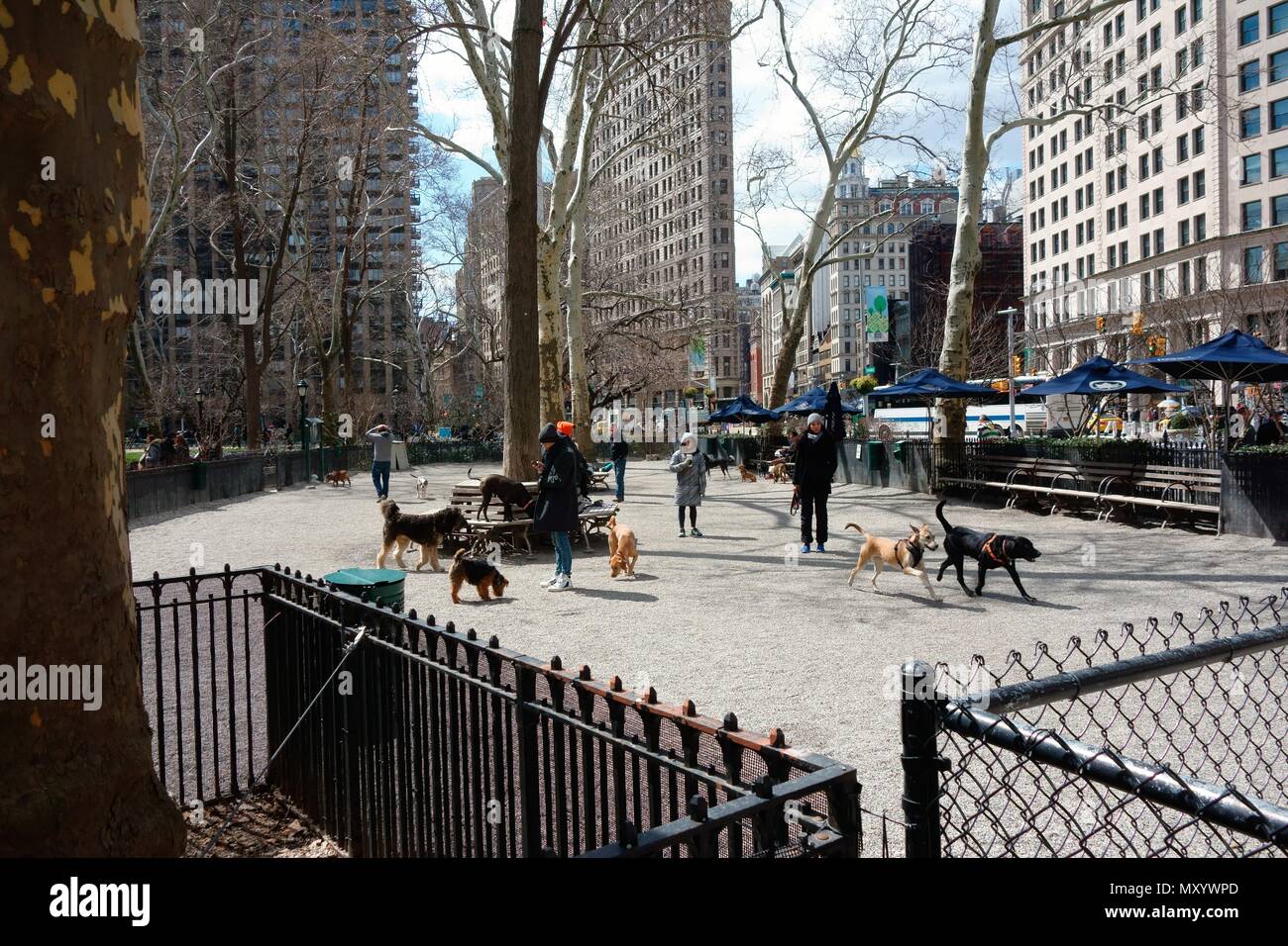 Dog walking Madison Square Park, New York Stock Photo Alamy