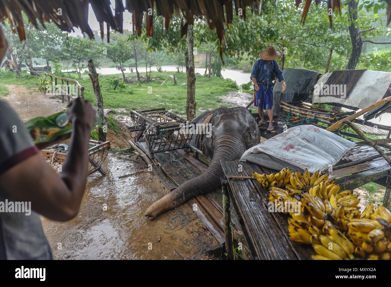 Elephant sanctuary, Kanchanaburi province, Thailand Stock Photo
