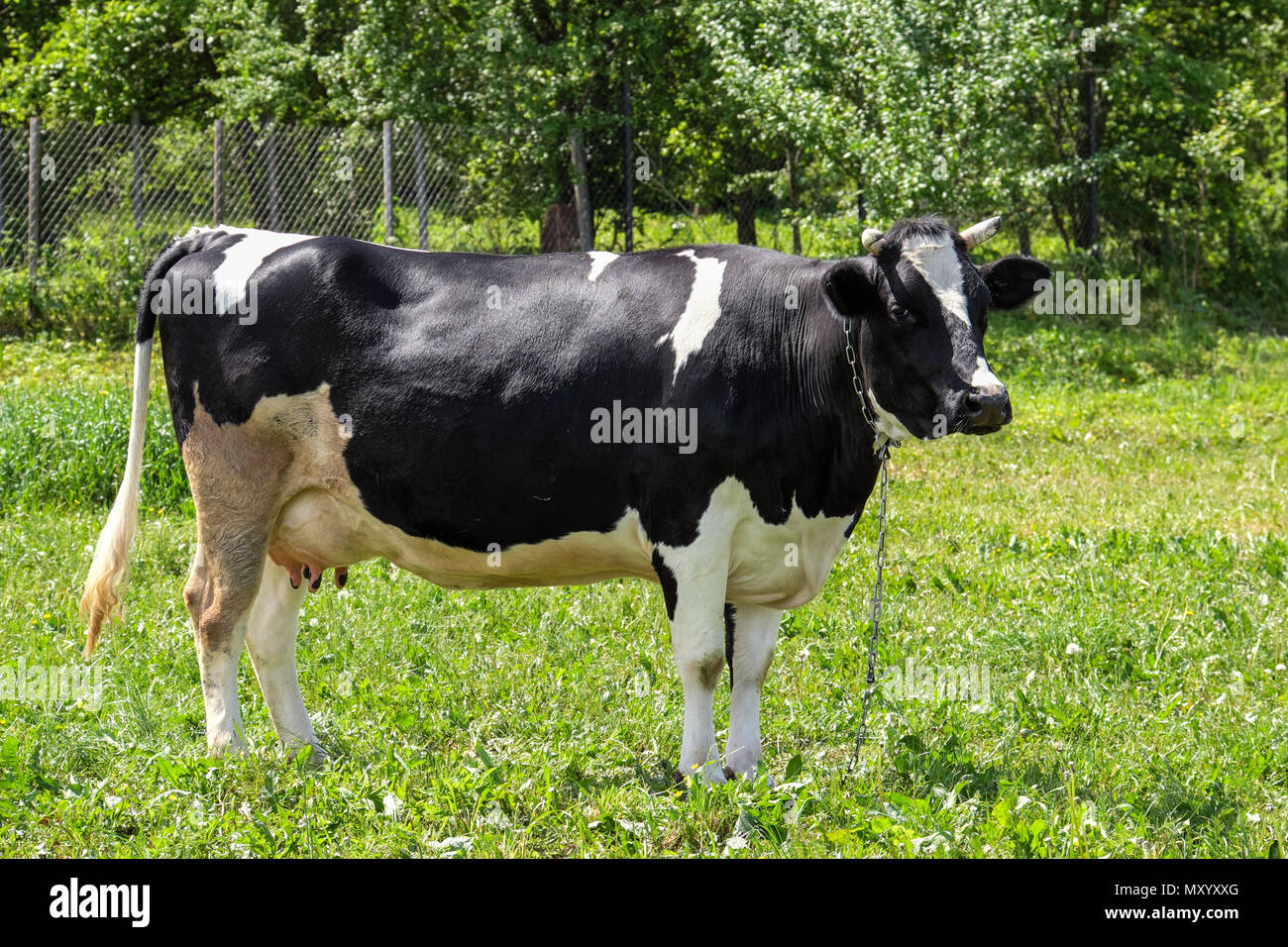 black cow grazing in the pasture. farm. full view Stock Photo - Alamy