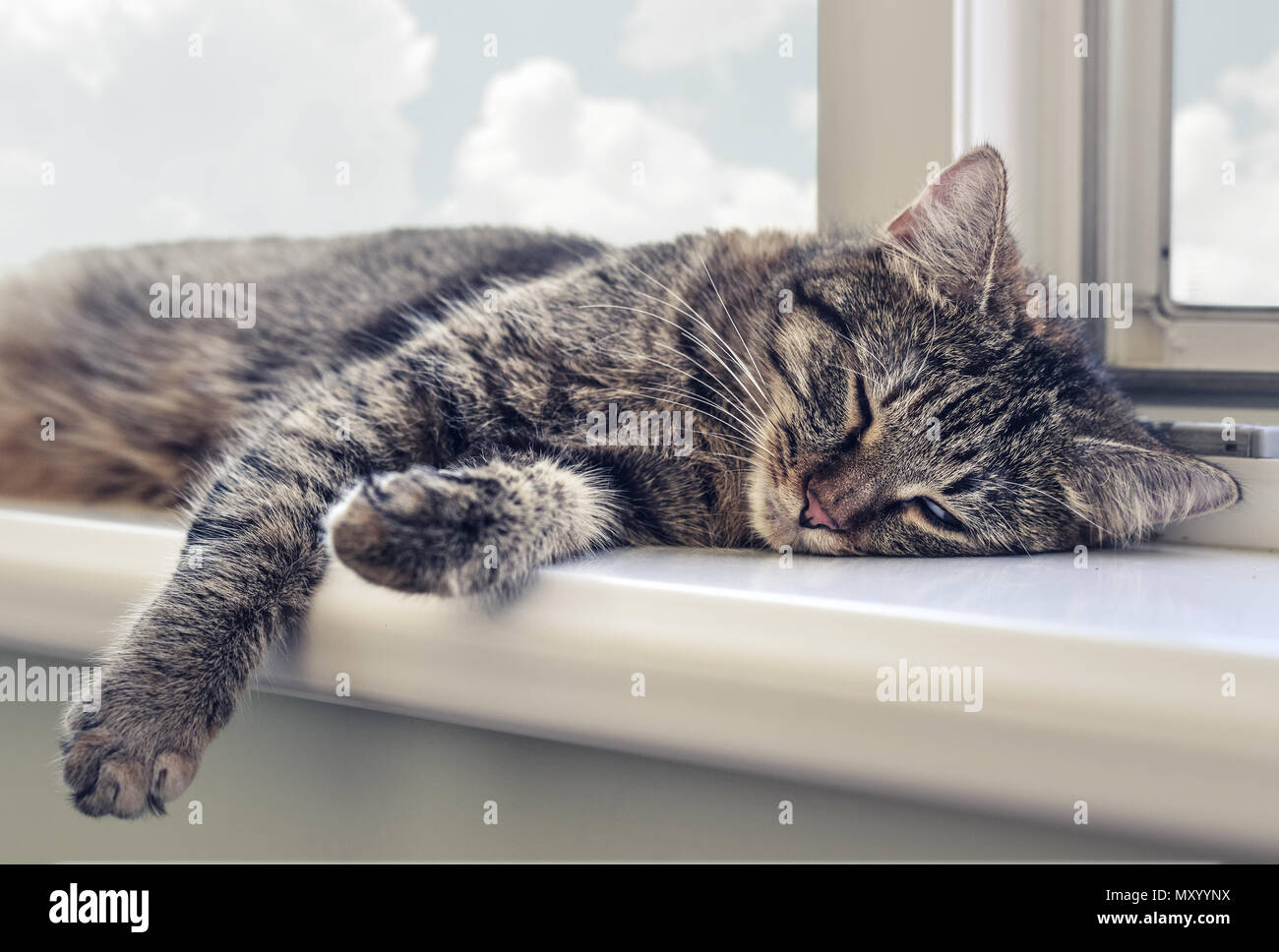 Cute cat sleeping on the windowsill closeup Stock Photo - Alamy