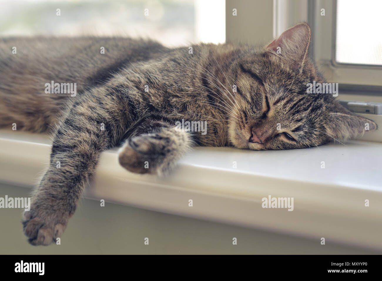 Cute cat sleeping on the windowsill closeup Stock Photo - Alamy