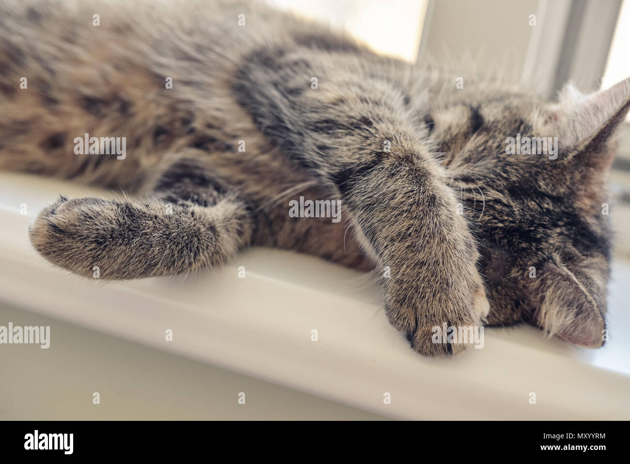 Cute cat sleeping on the windowsill closeup Stock Photo - Alamy