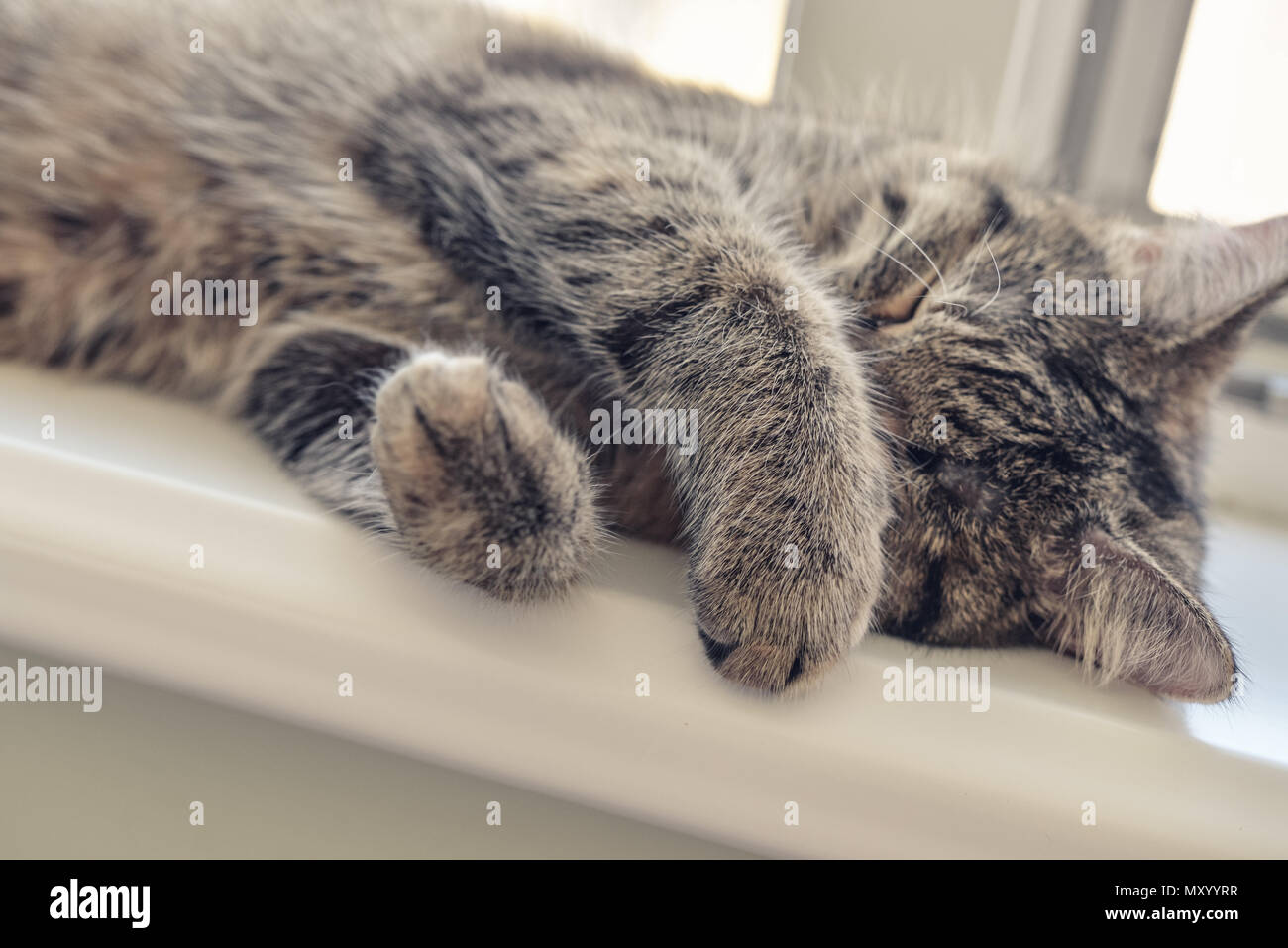 Cute cat sleeping on the windowsill closeup Stock Photo - Alamy