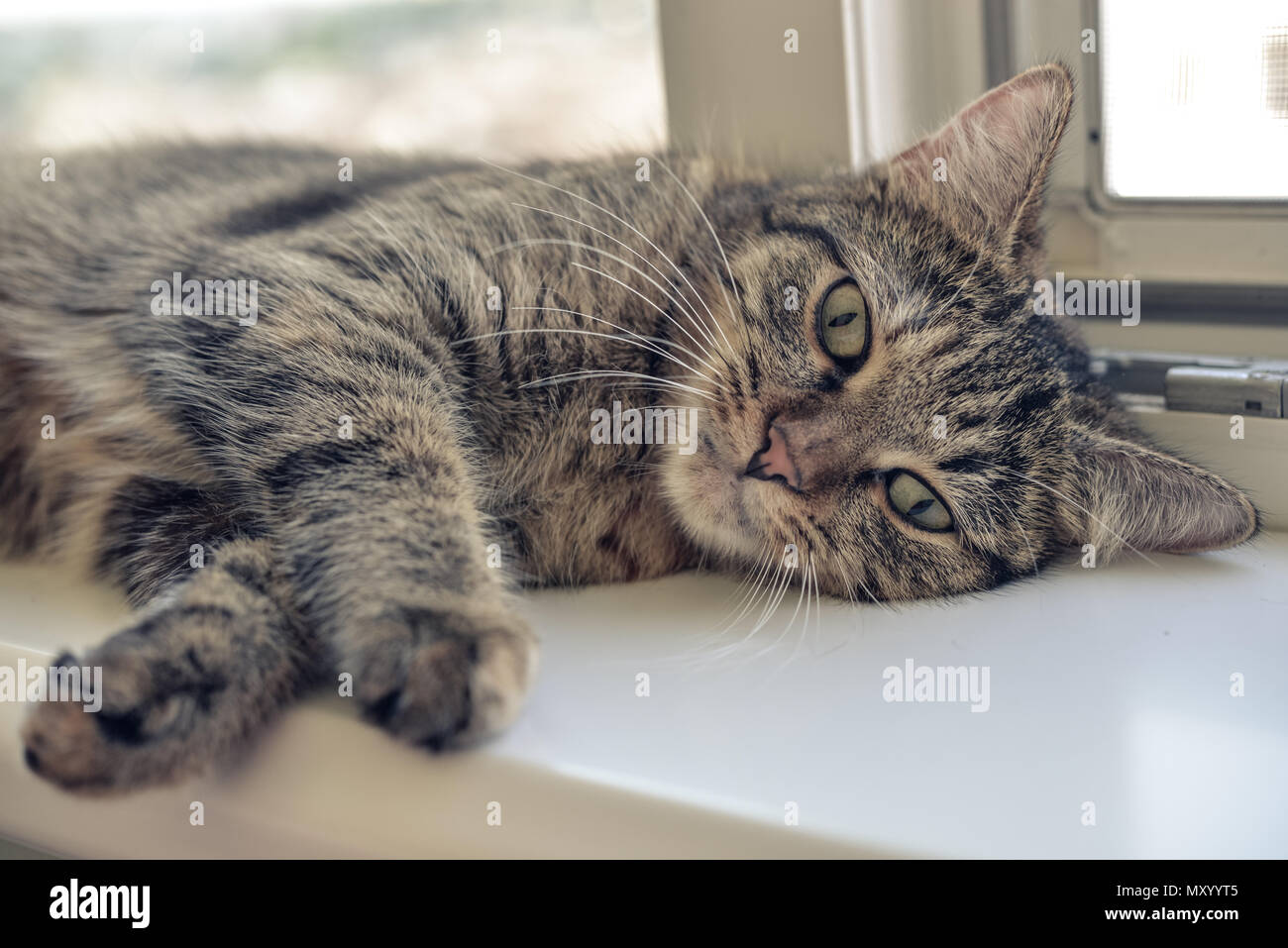 Cute cat laying on the windowsill closeup Stock Photo - Alamy