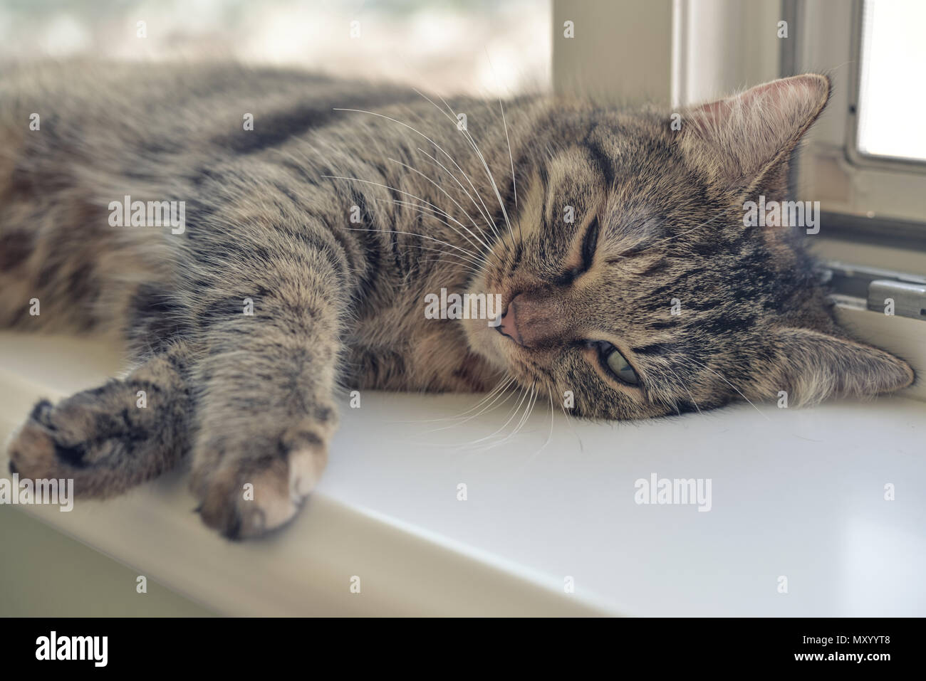 Cute cat sleeping on the windowsill closeup Stock Photo - Alamy