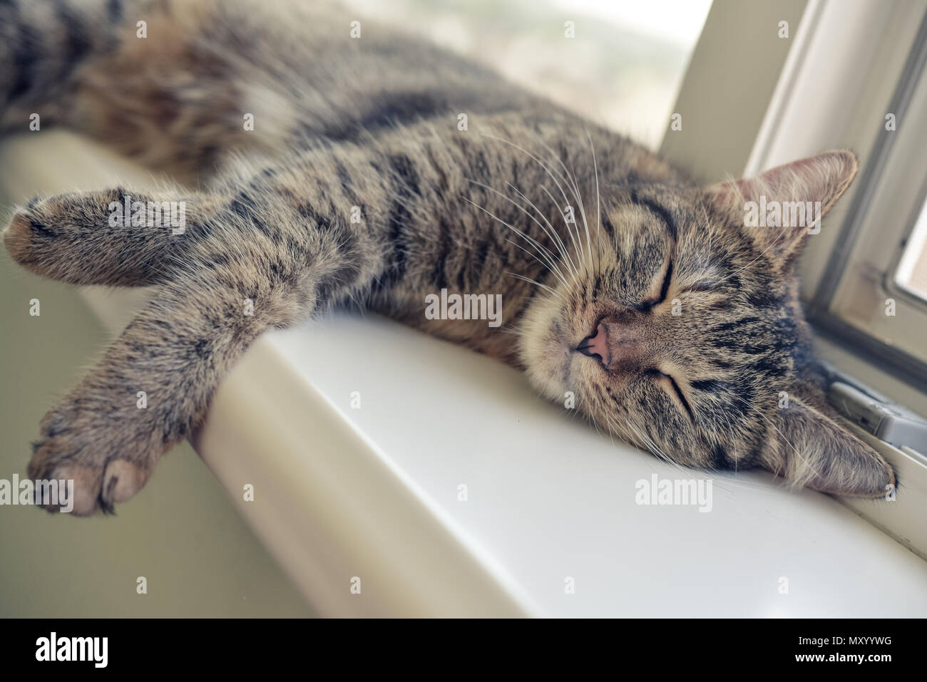 Cute cat sleeping on the windowsill closeup Stock Photo - Alamy
