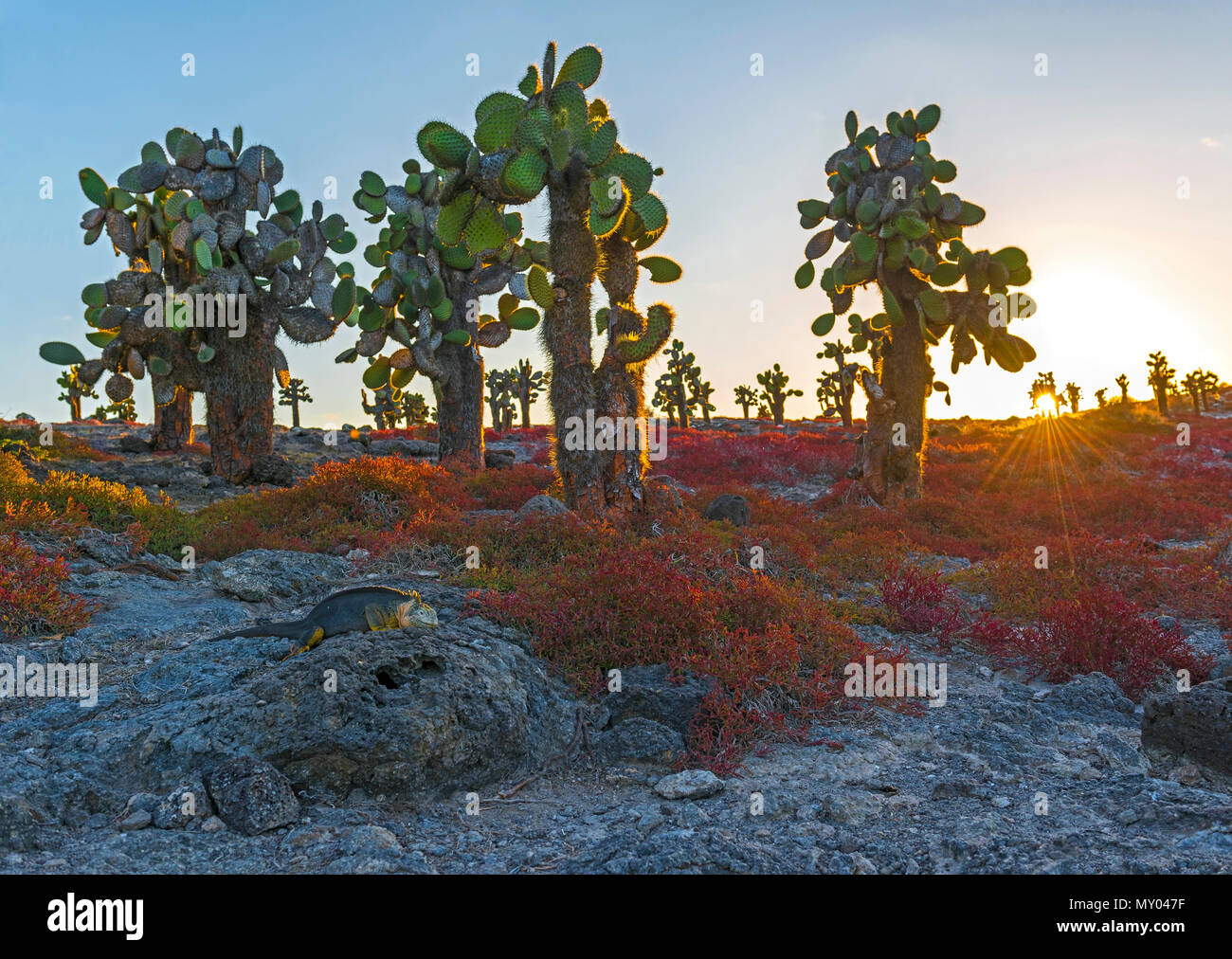 A Galapagos land iguana (Conolophus subcristatus) in between the red sesuvium shrub plants and cactus opuntia at sunset, South Plaza Island, Ecuador. Stock Photo