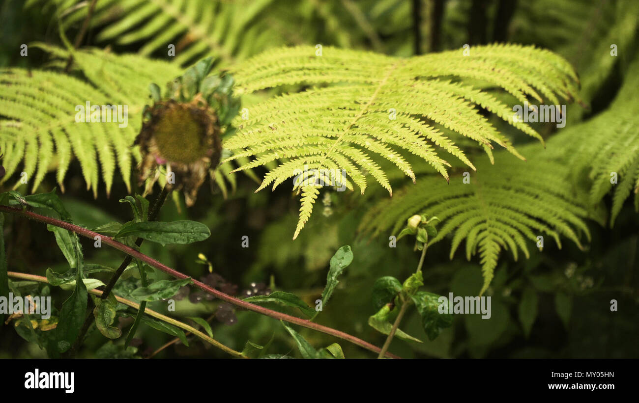 Beautyful ferns leaves natural hi-res stock photography and images - Alamy