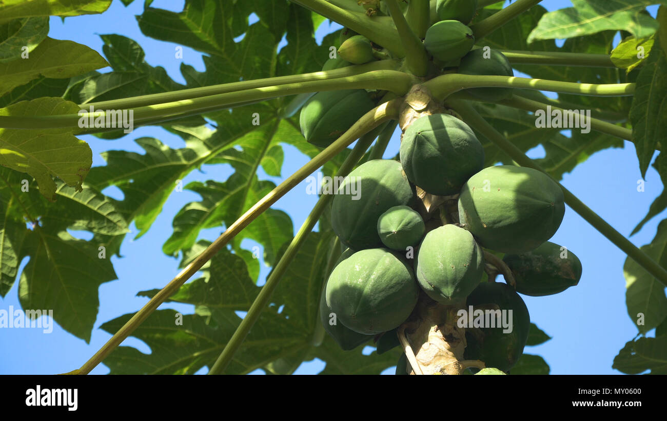 Papaya tree and bunch of fruits. Green papaya fruit on the tree