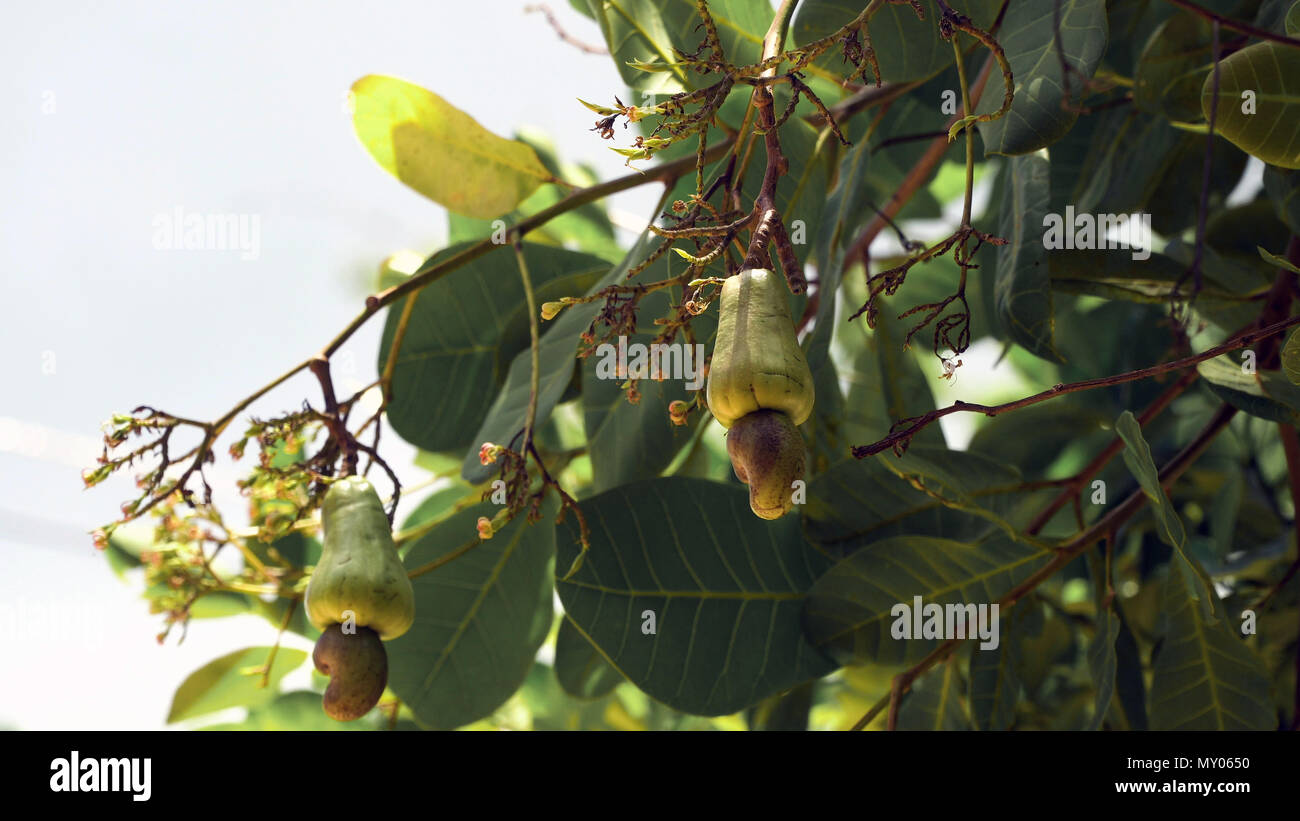 Cashew fruits with nut Anacardium occidentale growing on a tree.Cashew