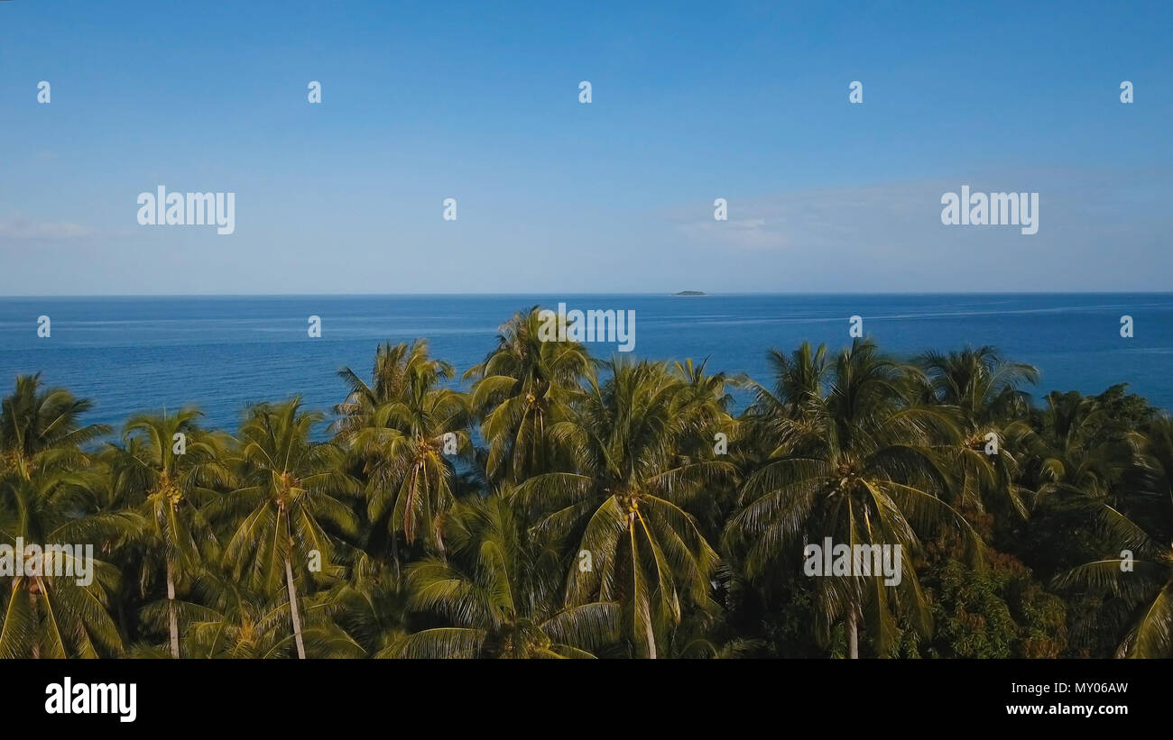 Aerial view palm trees resort hi-res stock photography and images - Alamy