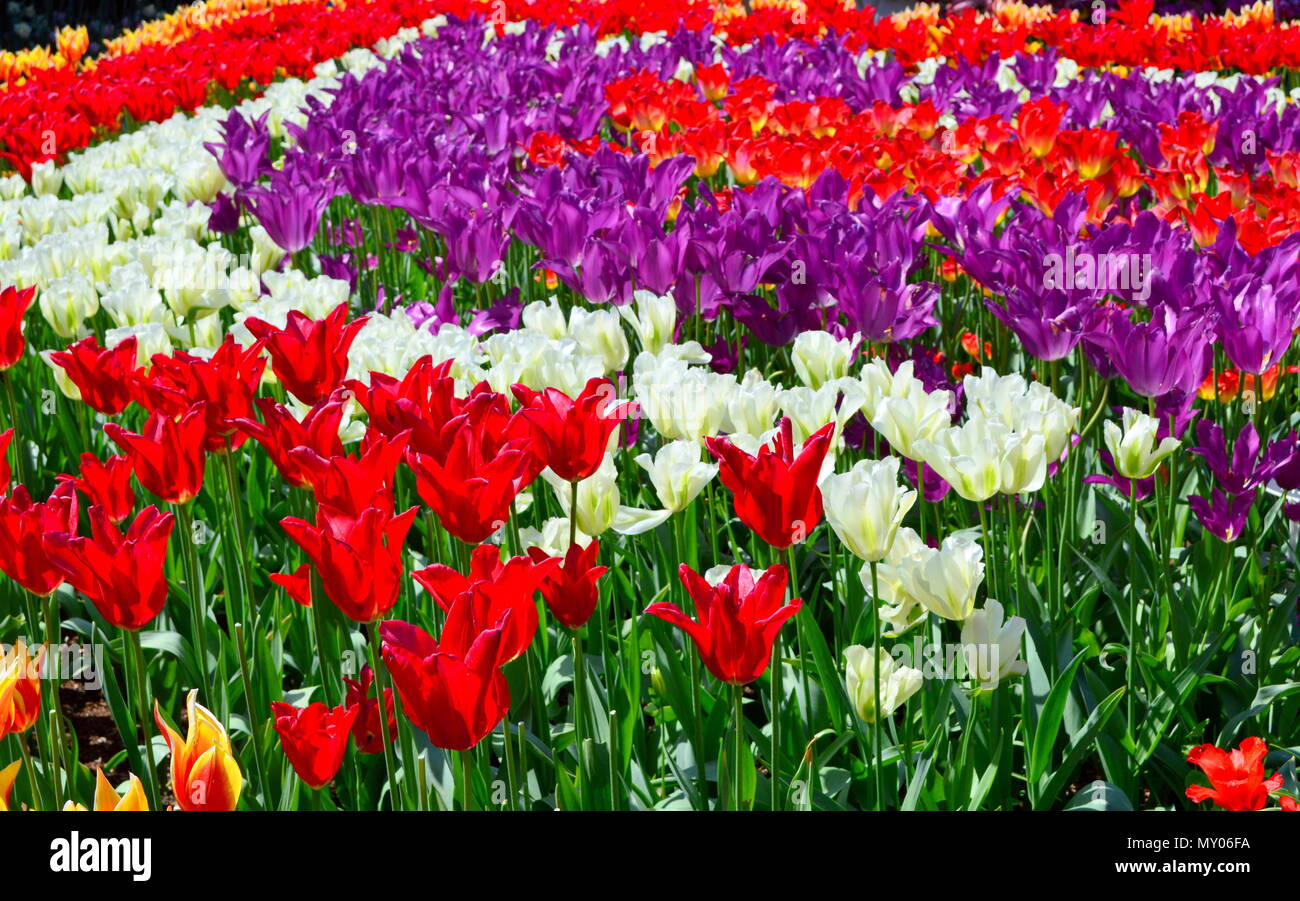 Spring Mix at Skagit Valley Stock Photo - Alamy