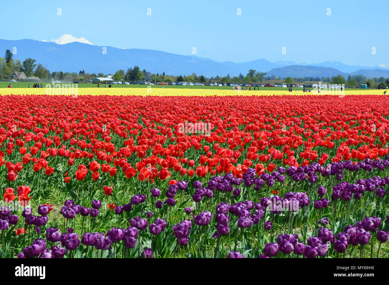 Skagit Valley Tulip Festival Stock Photo Alamy