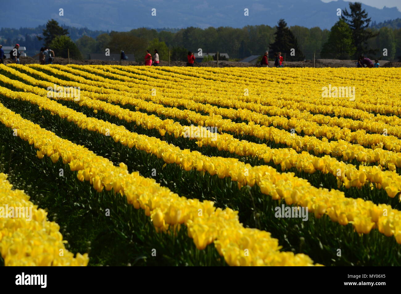Seattle Tulips Festival 2025 Tandy Larisa