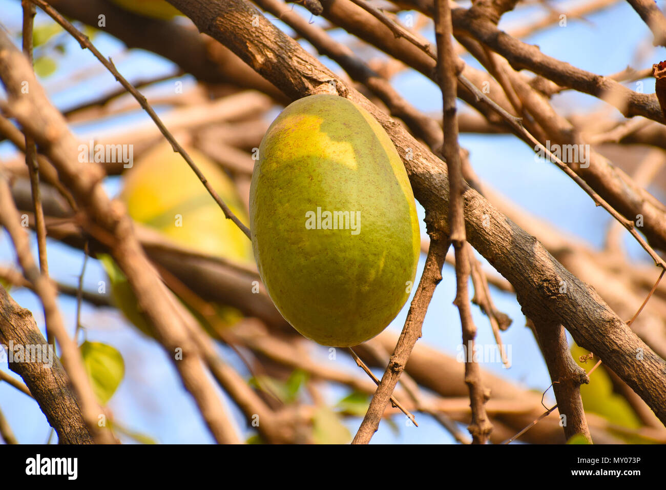 Close-up of crescentia cujete fruit, Pune Stock Photo
