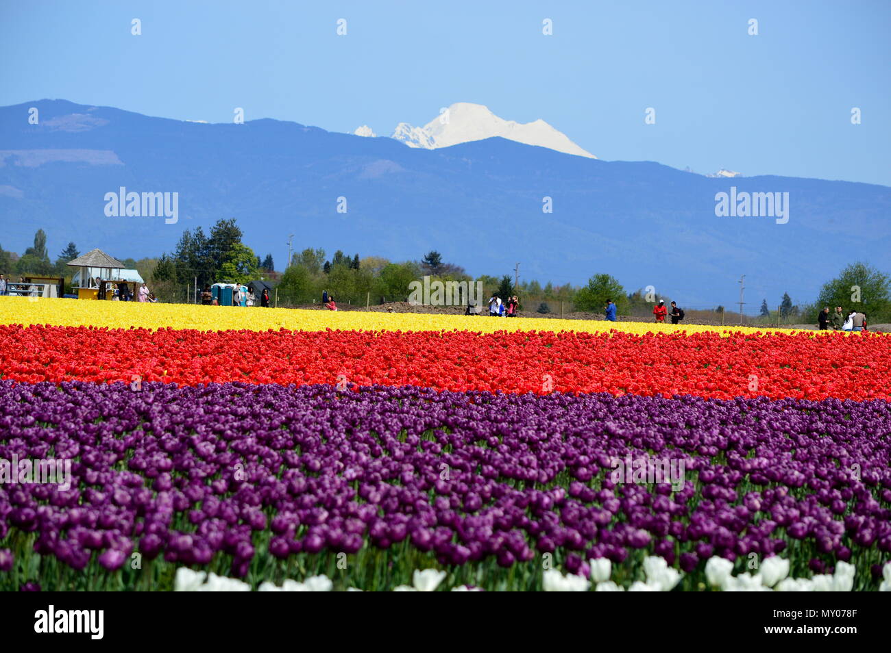 Mount Vernon Tulip Festival Stock Photo Alamy
