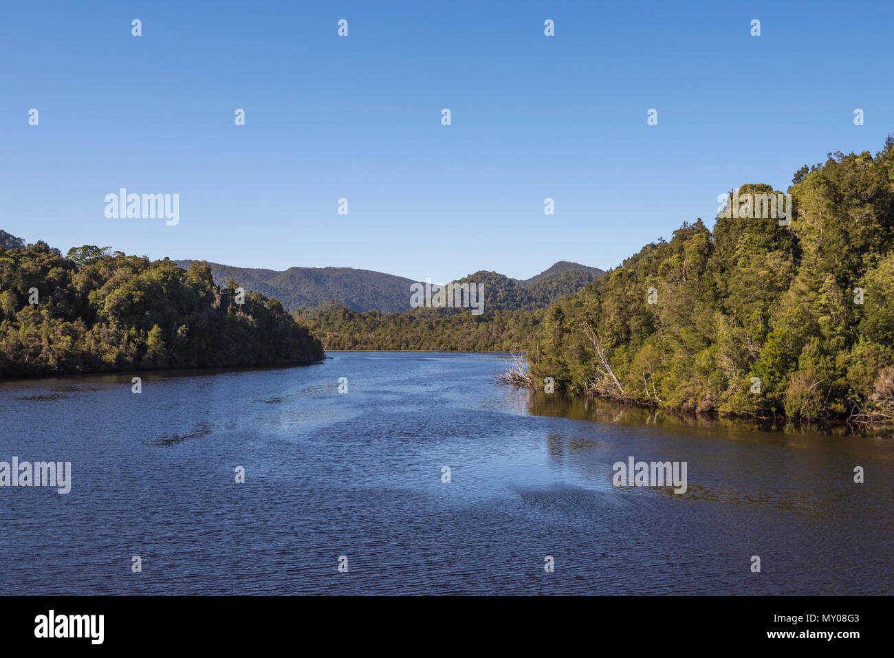 Trees reflected in Gordon River, West Coast Tasmania Stock Photo