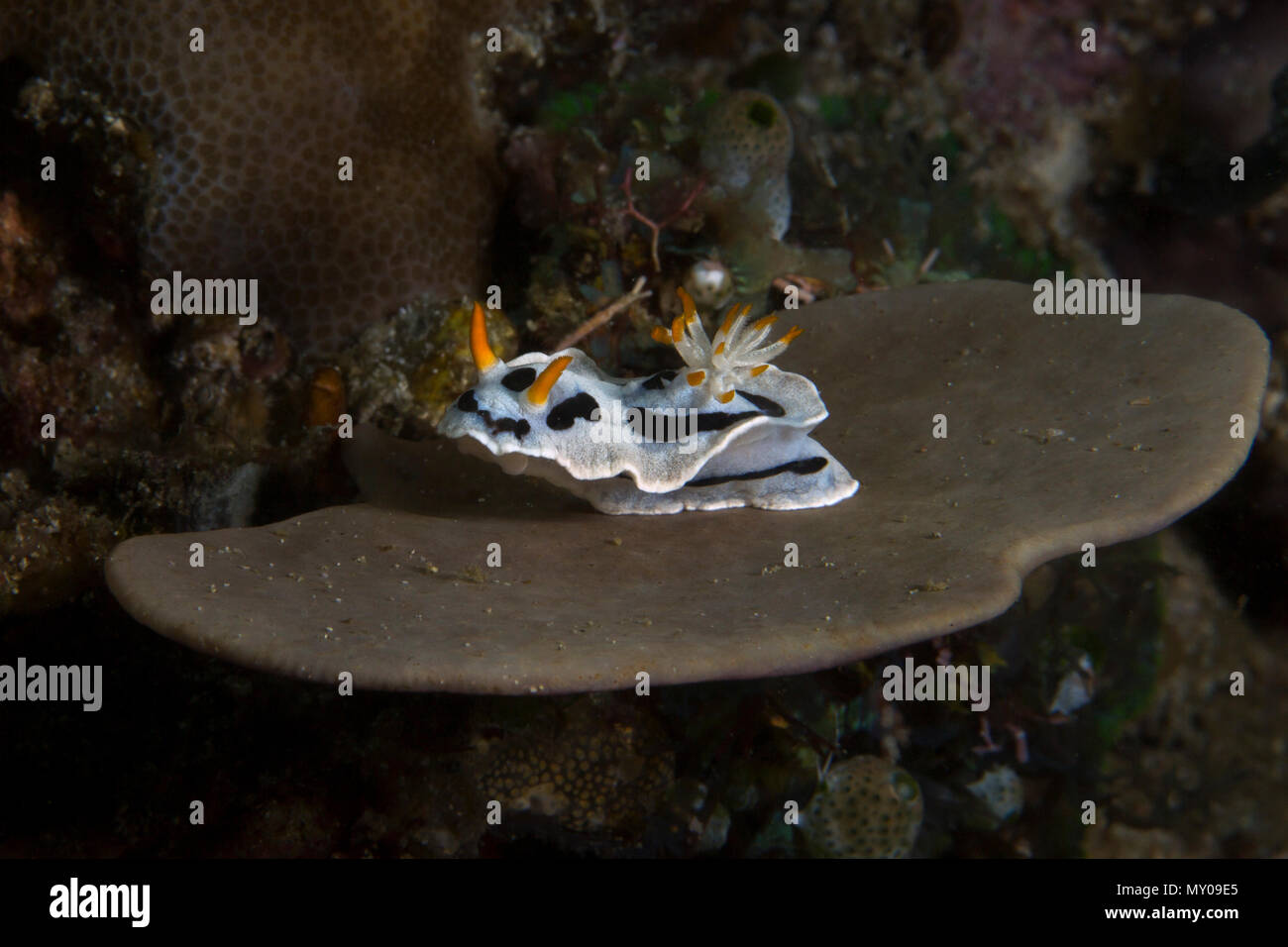 Nudibranch Chromodoris dianae . Picture was taken in Anilao, Philippines Stock Photo