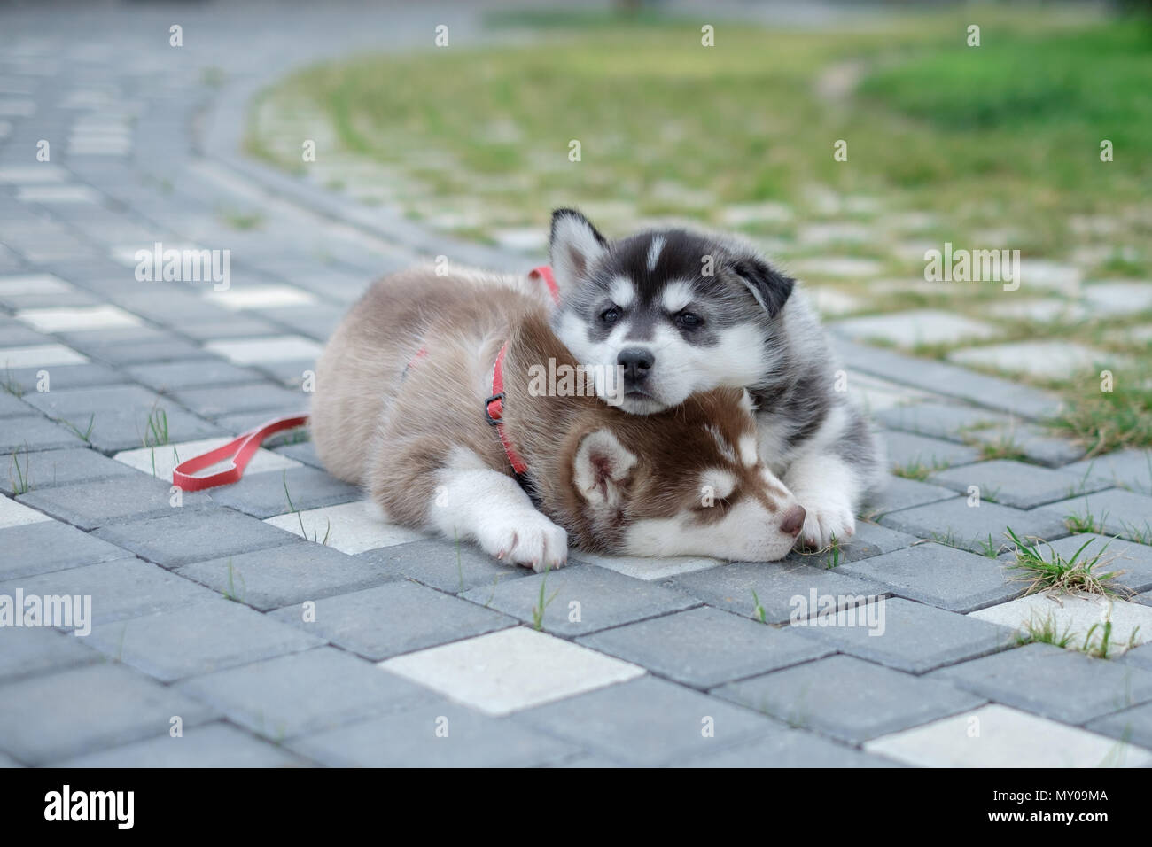 two puppies Husky. Litter dogs sleeping on the street Stock Photo - Alamy