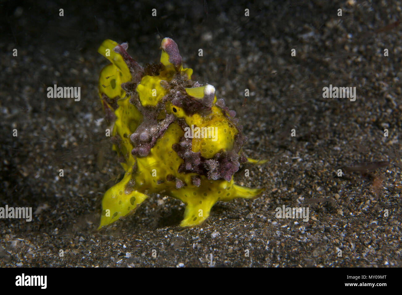 Warty Frogfish (Antennarius maculatus).  Picture was taken in Anilao, Philippines Stock Photo