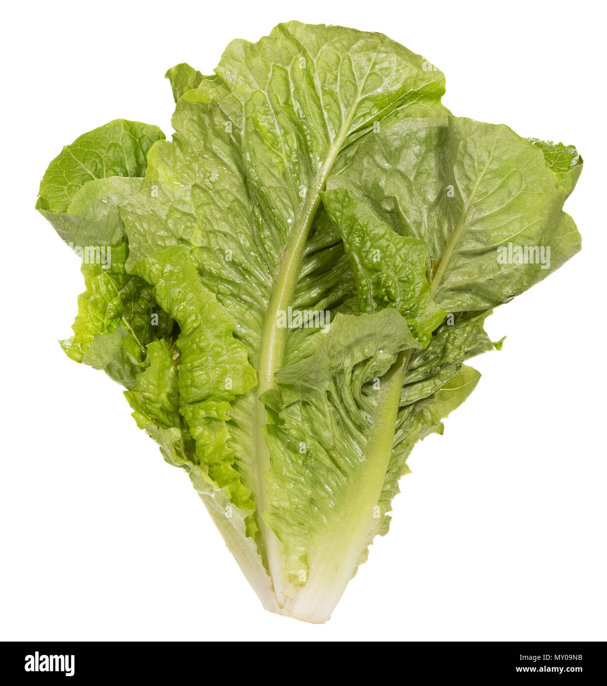 Volumetric green salads in big size on white background. Stock Photo
