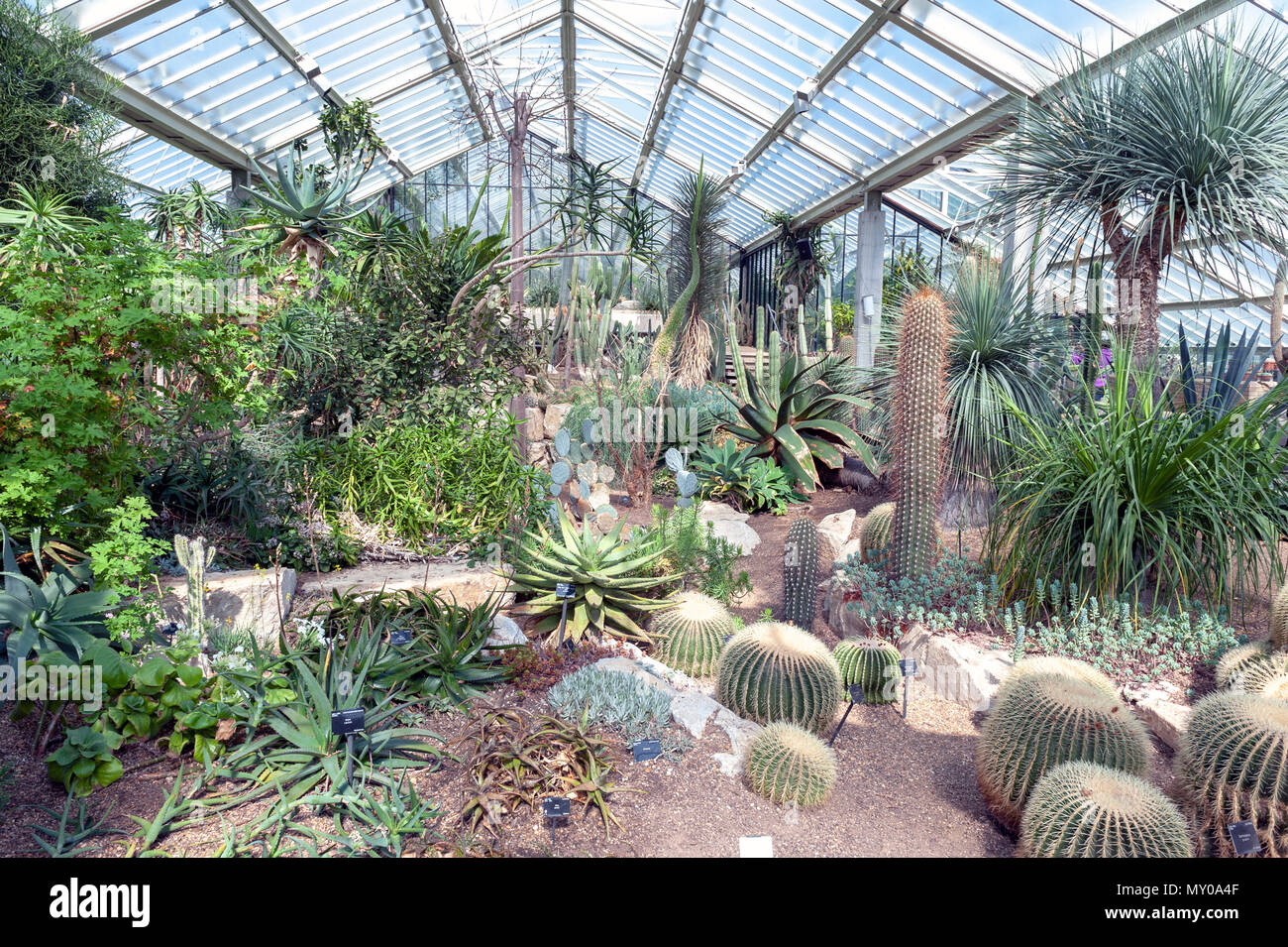London, UK - April 2018: Cacti and plants from ten different climate zones being exhibited at Princess of Wales Conservatory, Kew Garden Stock Photo