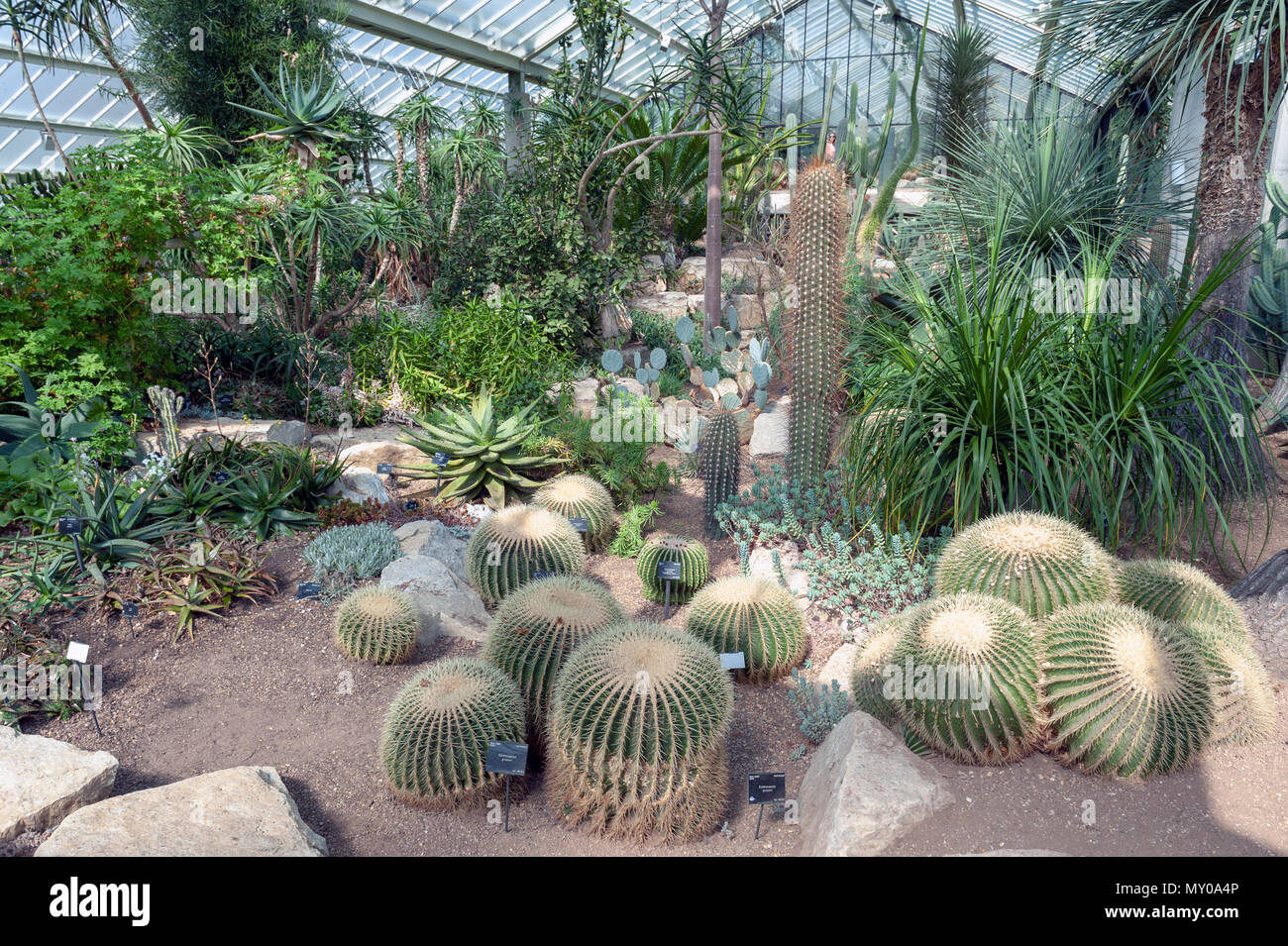 London, UK - April 2018: Cacti and plants from ten different climate zones being exhibited at Princess of Wales Conservatory, Kew Garden Stock Photo