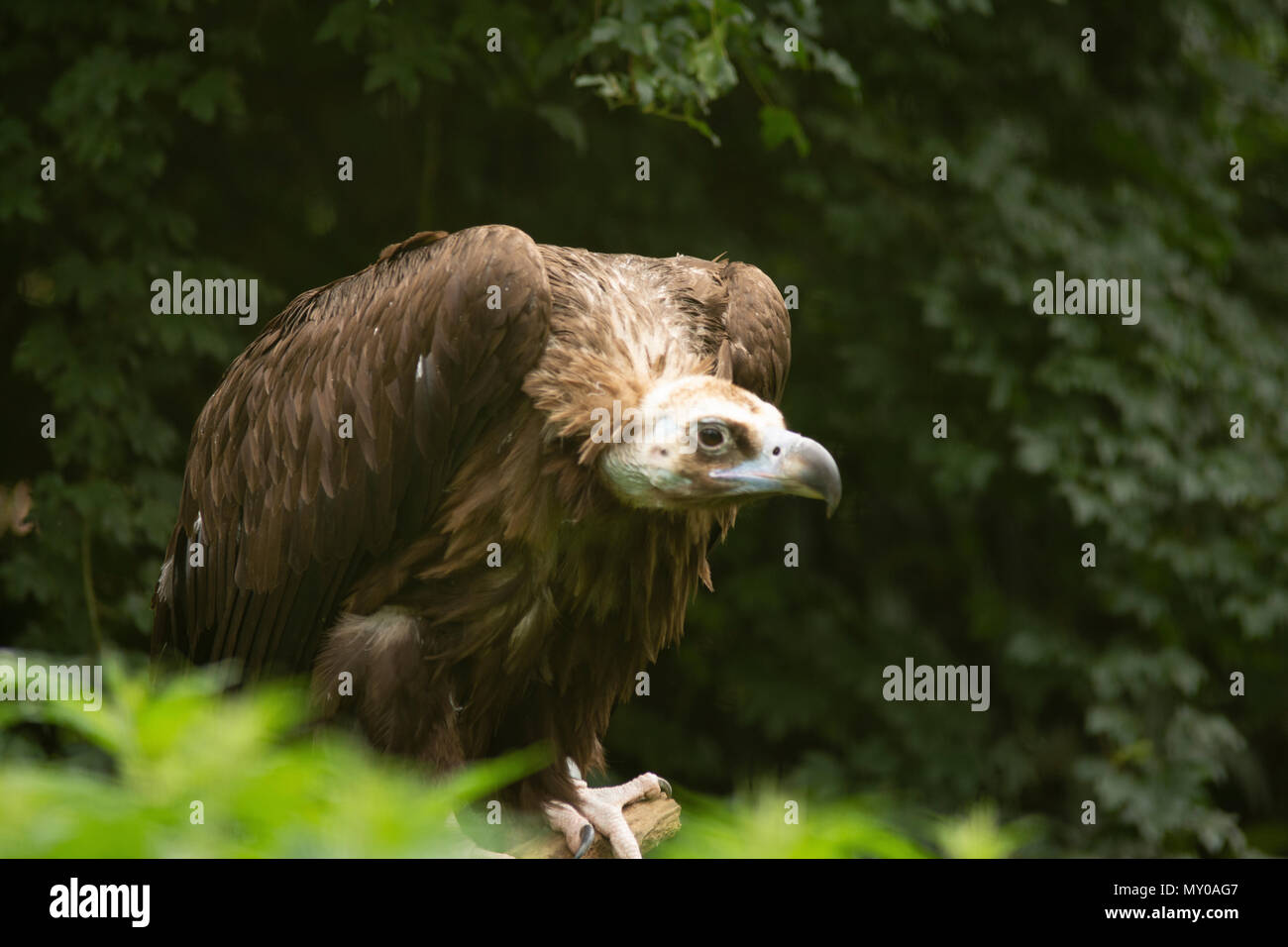 Vulture in Pairi Daiza zoo, Belgium Stock Photo - Alamy