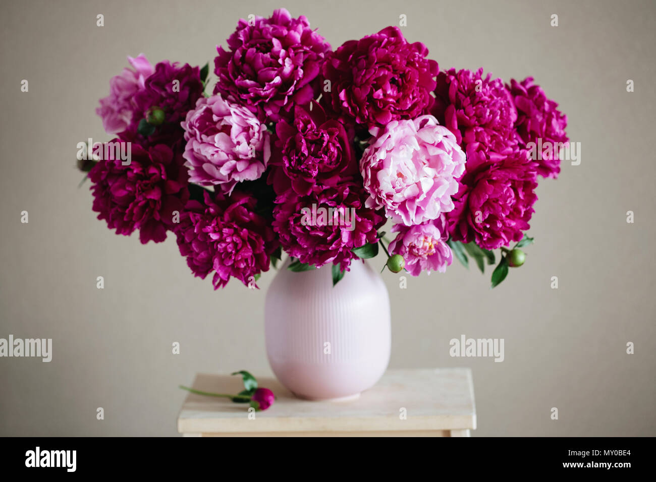 Dark pink peonies hi-res stock photography and images - Alamy