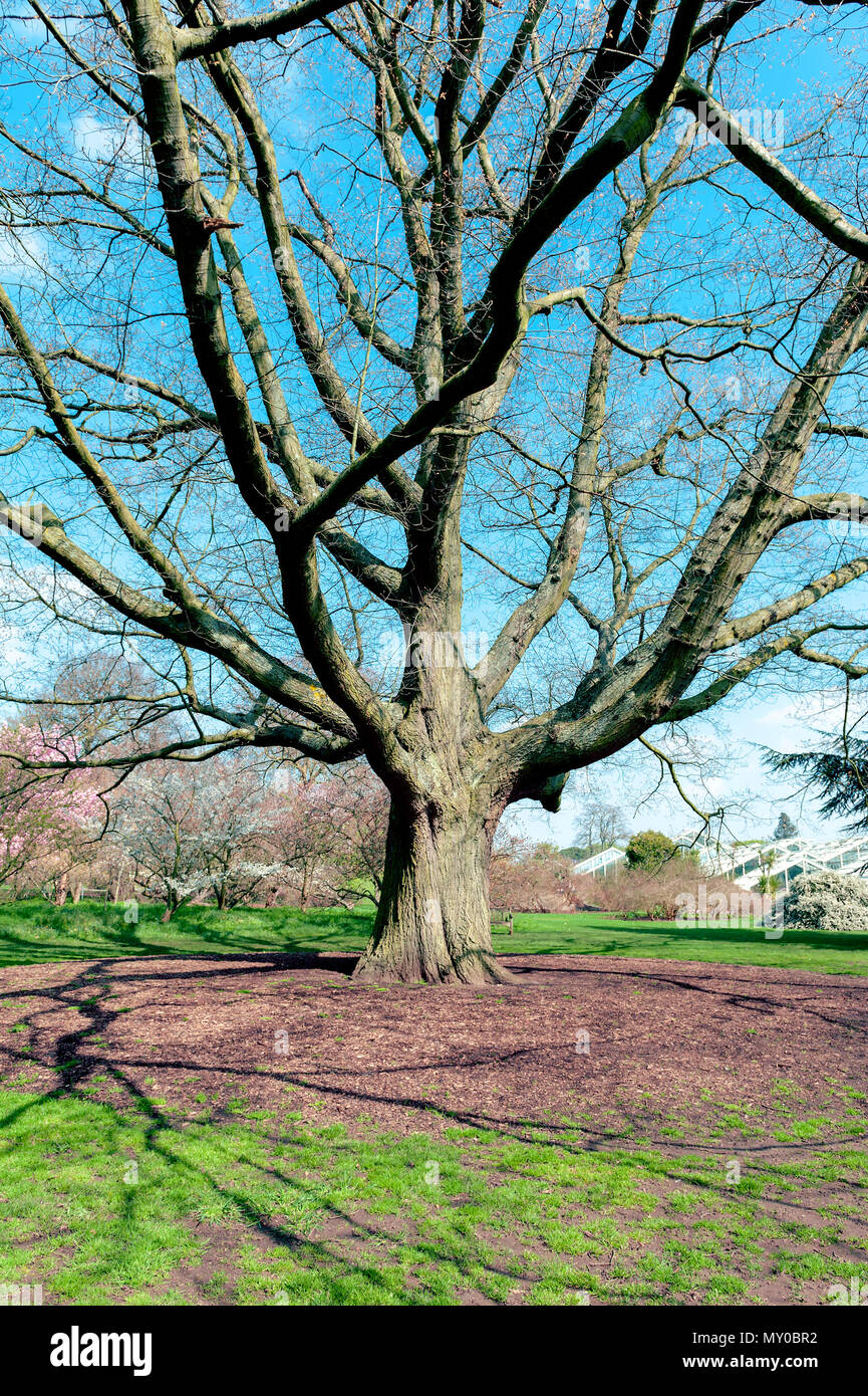London, UK - April 2018: Big red oak or or champion oak (Quercus rubra), native tree of North America, growing at Kew Gardens Stock Photo