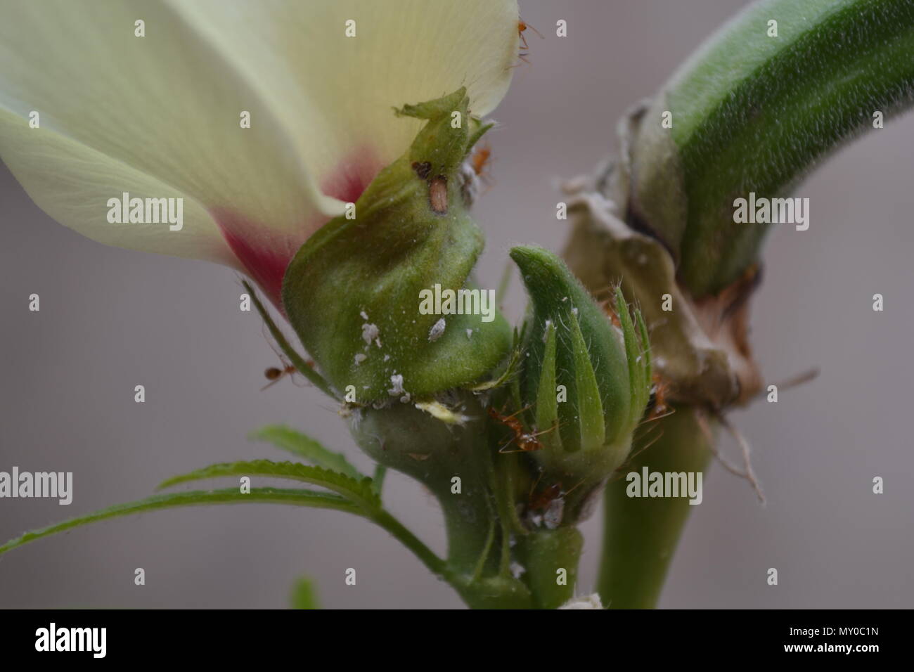 Ants on Ladies finger and its flower Stock Photo