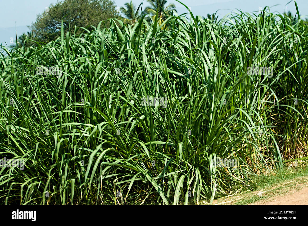 Hibreed Grass Field For Cattle Feed At Tamil Nadu, India Stock Photo