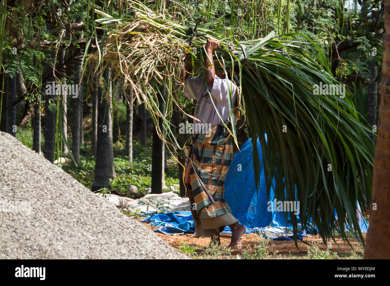 Woman Carried HiBreed Grass For Cattle Feed Tamil Nadu In India Stock