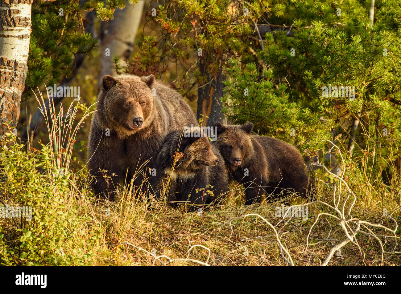 Mother bear protecting cubs hires stock photography and images Alamy