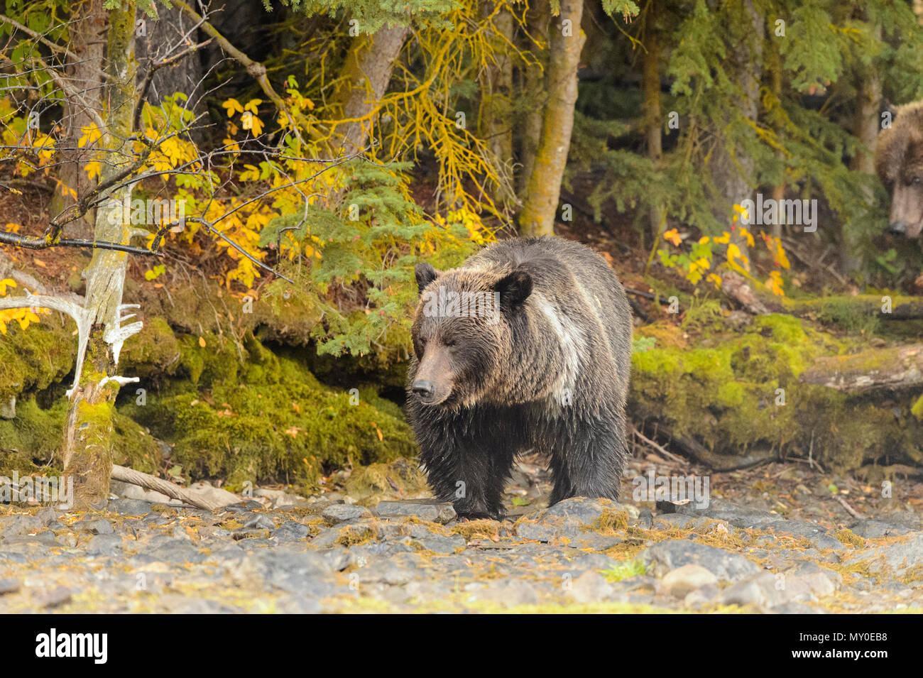 Grizzly bear (Ursus arctos)- Yearling cub standing on shore of a salmon river, Chilcotin Wilderness, British Columbia BC, Canada Stock Photo