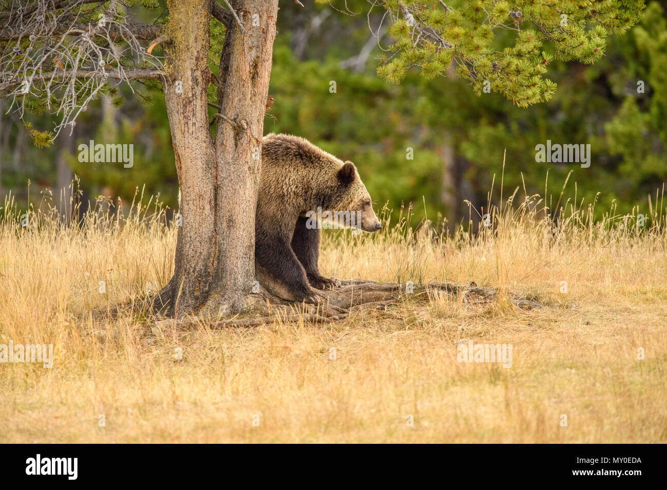 Grizzly bear (Ursus arctos)- Scratching and rubbing sides on a tree trunk, Chilcotin Wilderness, British Columbia BC, Canada Stock Photo