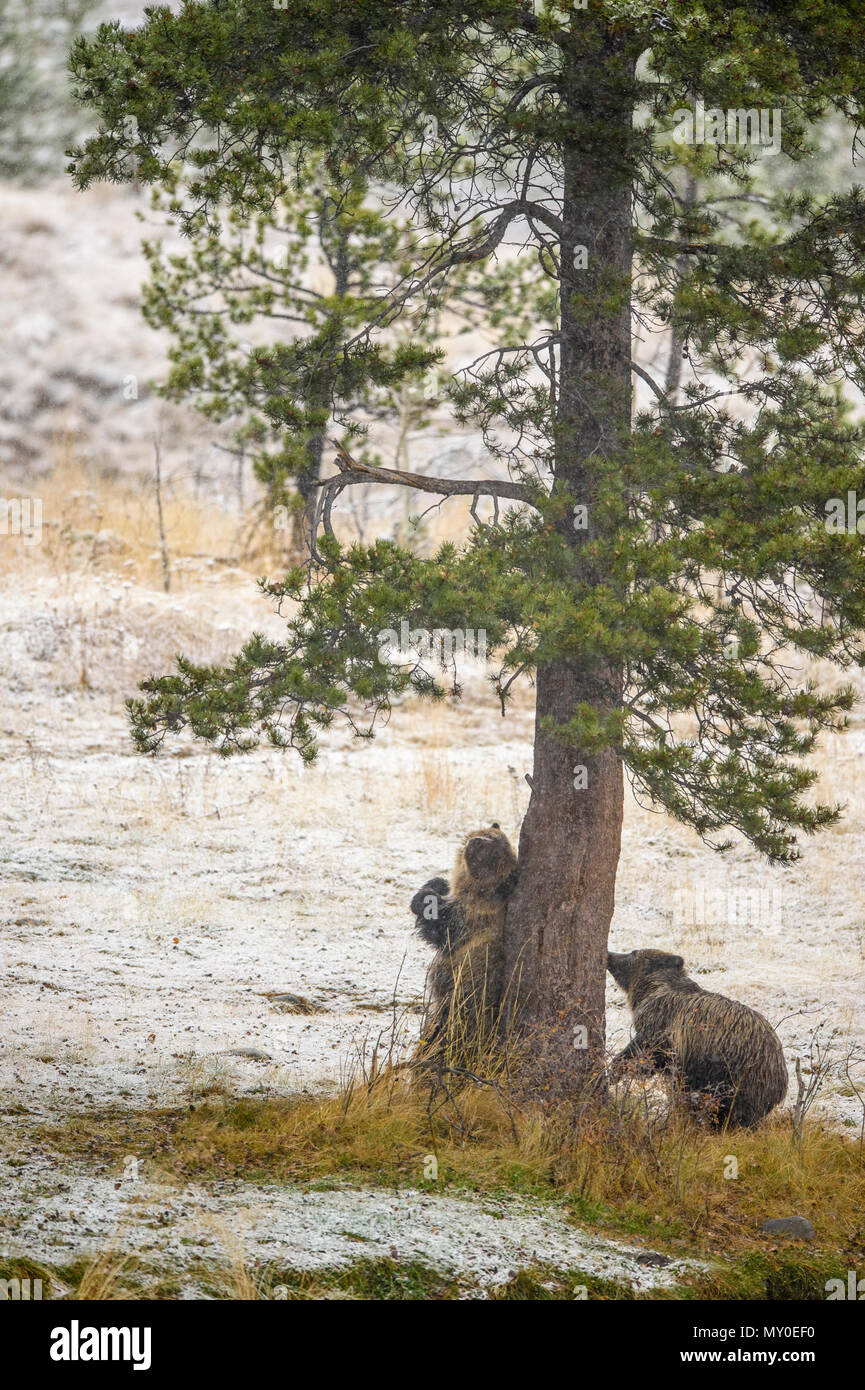 Grizzly bear (Ursus arctos)- Scratching back and rubbing against the trunk of a pine tree, Chilcotin Wilderness, British Columbia BC, Canada Stock Photo