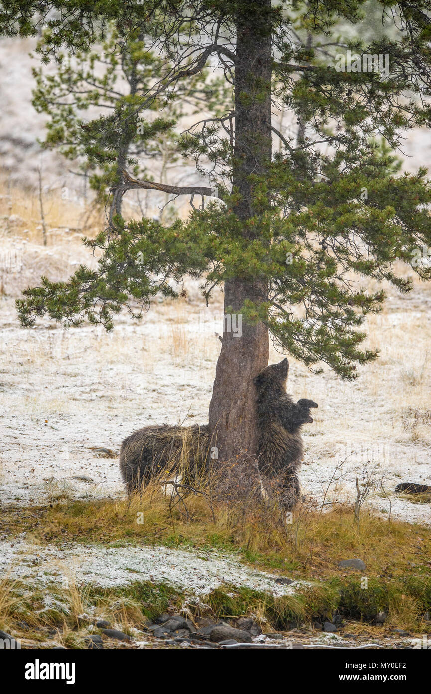 Grizzly bear (Ursus arctos)- Scratching back and rubbing against the trunk of a pine tree, Chilcotin Wilderness, British Columbia BC, Canada Stock Photo